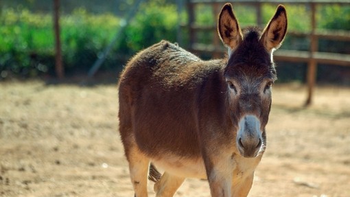Un pequeño burro marrón con una nariz blanca estaba parado en un potrero al aire libre.