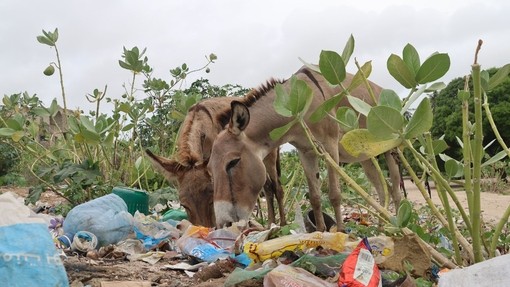 Dos burros pastando en un vertedero lleno de basura en Lamu