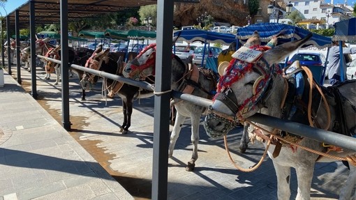 Cinco burros atados a un poste de madera.