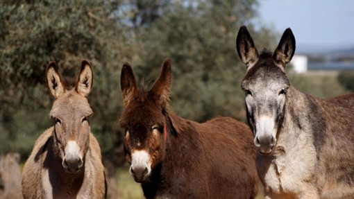 Tres burros estaban parados en un espacio verde y abierto.