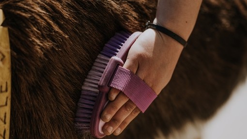 Un primer plano de una mano que sostiene un cepillo morado mientras cepilla a un burro de pelo oscuro.