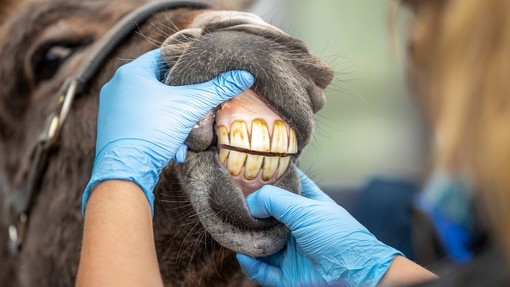  Un burro recibiendo un chequeo dental.