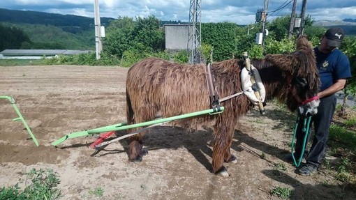 Burro con collar y arnés