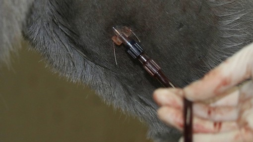 Una aguja extrayendo sangre de un burro