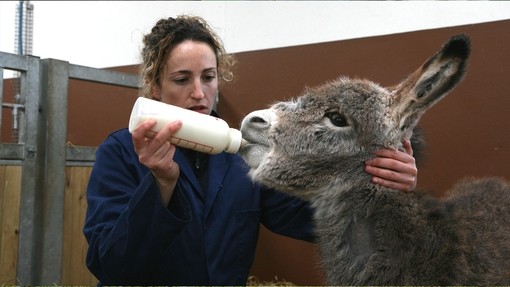 An image of a women bottle feeding a grey donkey foal by hand.