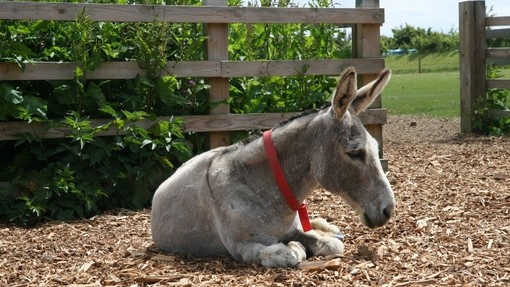 Una imagen de un burro gris al que le han cortado el pelo y que se encuentra sobre virutas de madera en un potrero al aire libre.