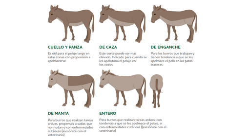 Diagrama ilustrado de un burro en seis etapas diferentes del proceso de esquila.