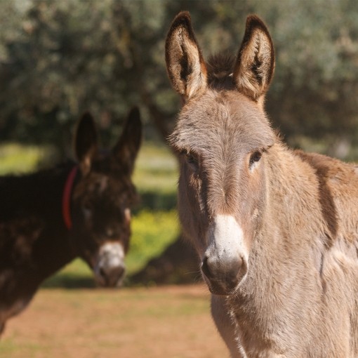 Una imagen de un burro de color marrón oscuro con un collar rojo de pie en el fondo, mientras que un burro gris está a la derecha mirando a la cámara.
