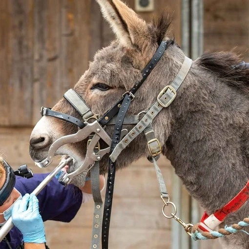 donkey teeth images