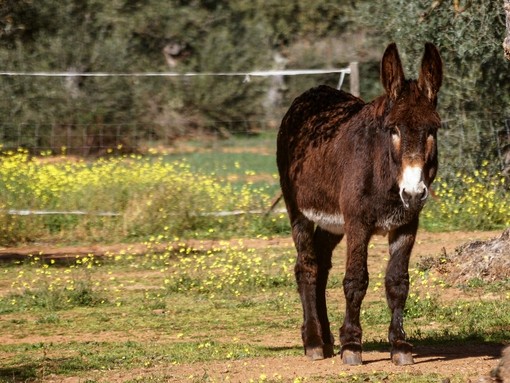 Un burro de color marrón oscuro estaba parado en un potrero al aire libre.